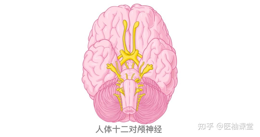 人体解剖学基础: 人体十二对颅神经 - 知乎
