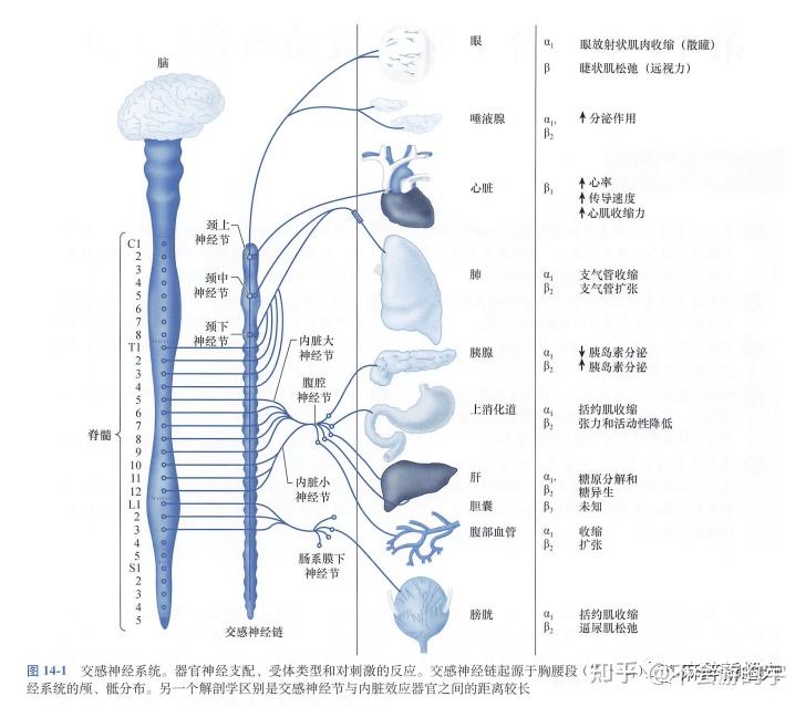 受体示意图图片