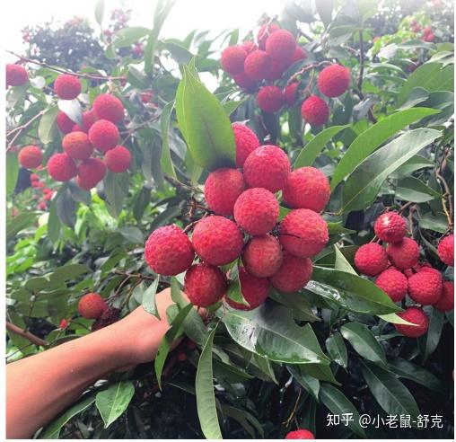 广西市场上出现晚熟荔枝新品种 “兰台红”能否超越“桂味”成“新贵”? - 知乎