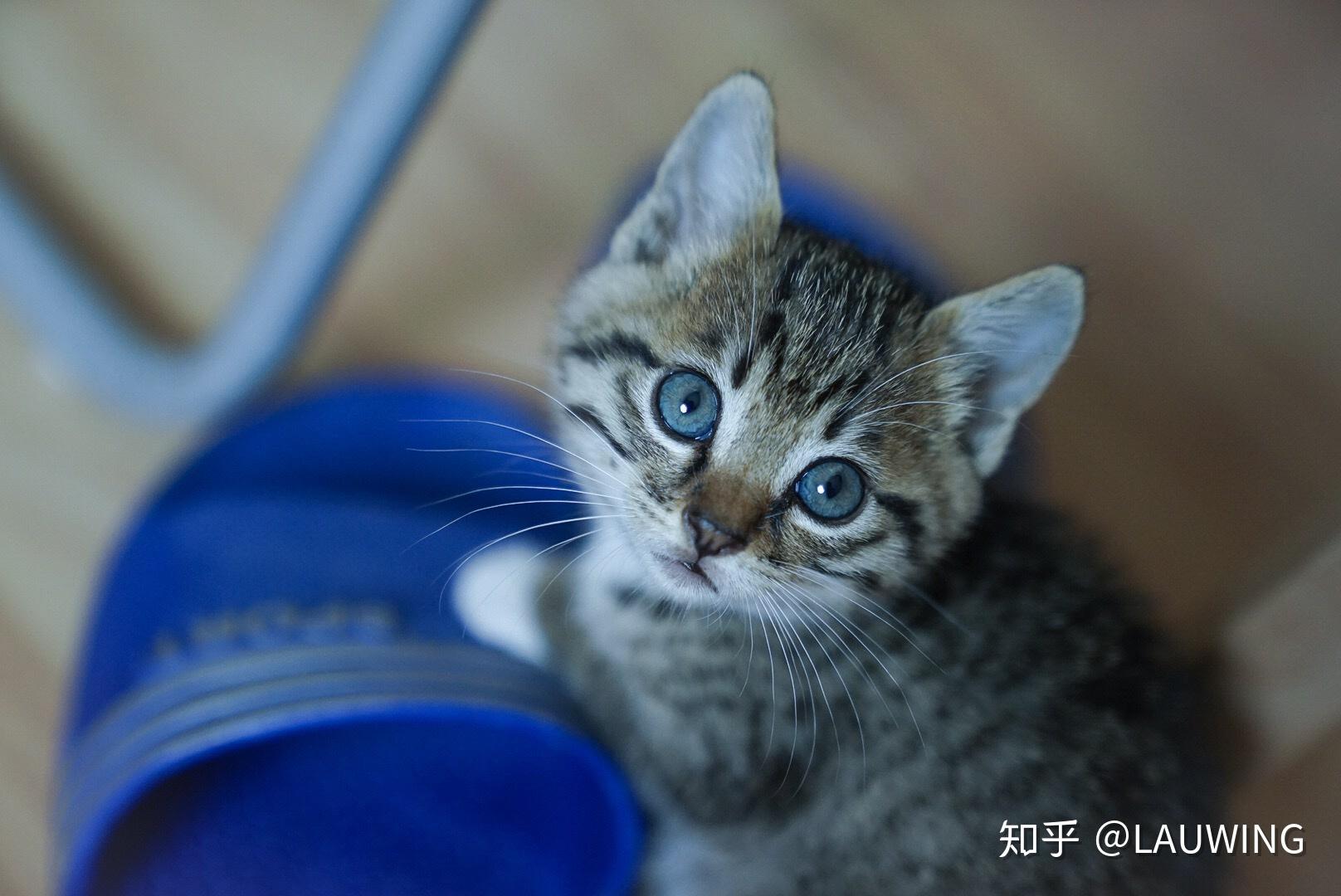 狸花猫可以萌到什么程度? - 知乎