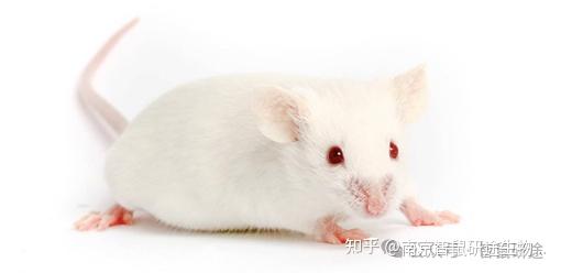 智鼠课堂 | MRL/lpr小鼠——自发性红斑狼疮（SLE）模型 - 知乎