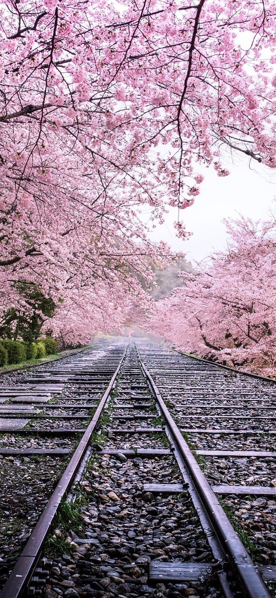 有哪些iphonexr好看的壁纸