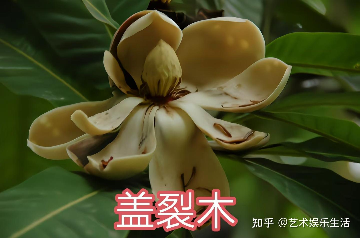 16种木兰科的植物，在我国栽培欣赏2000多年的树种 - 知乎