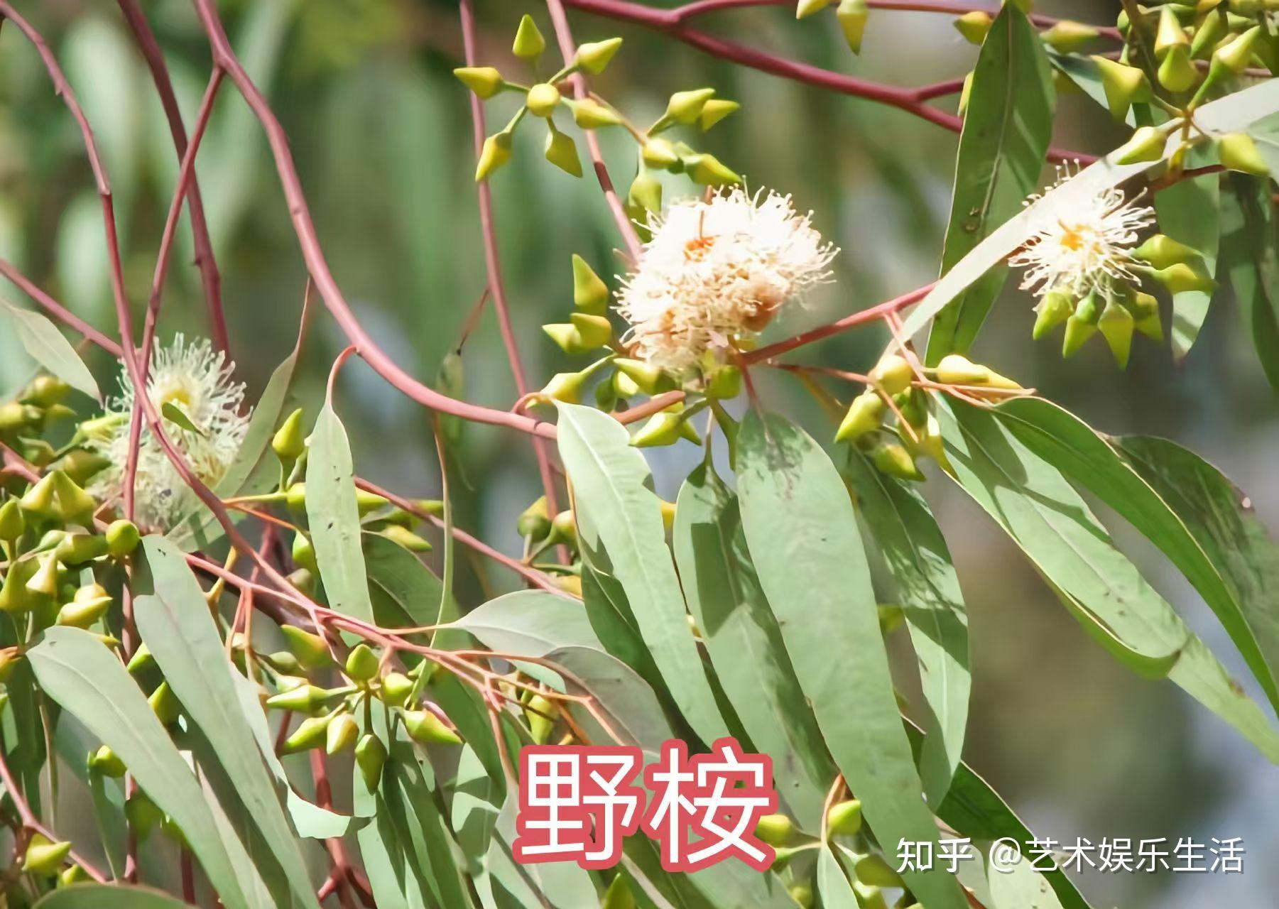 桉树的种类有哪些 - 知乎