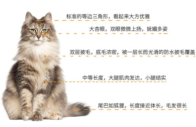 国级神猫--挪威森林猫的千年之恋- 知乎