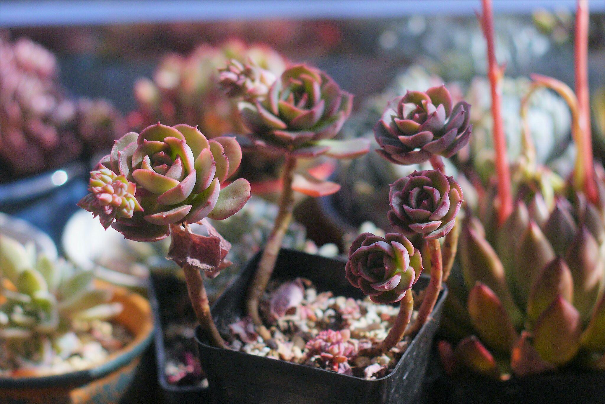 多肉植物怎样才能养出老桩