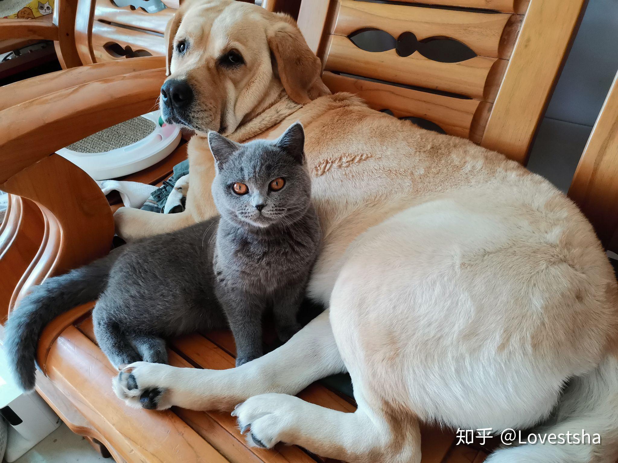 同时养一只狗和一只猫需要注意什么?