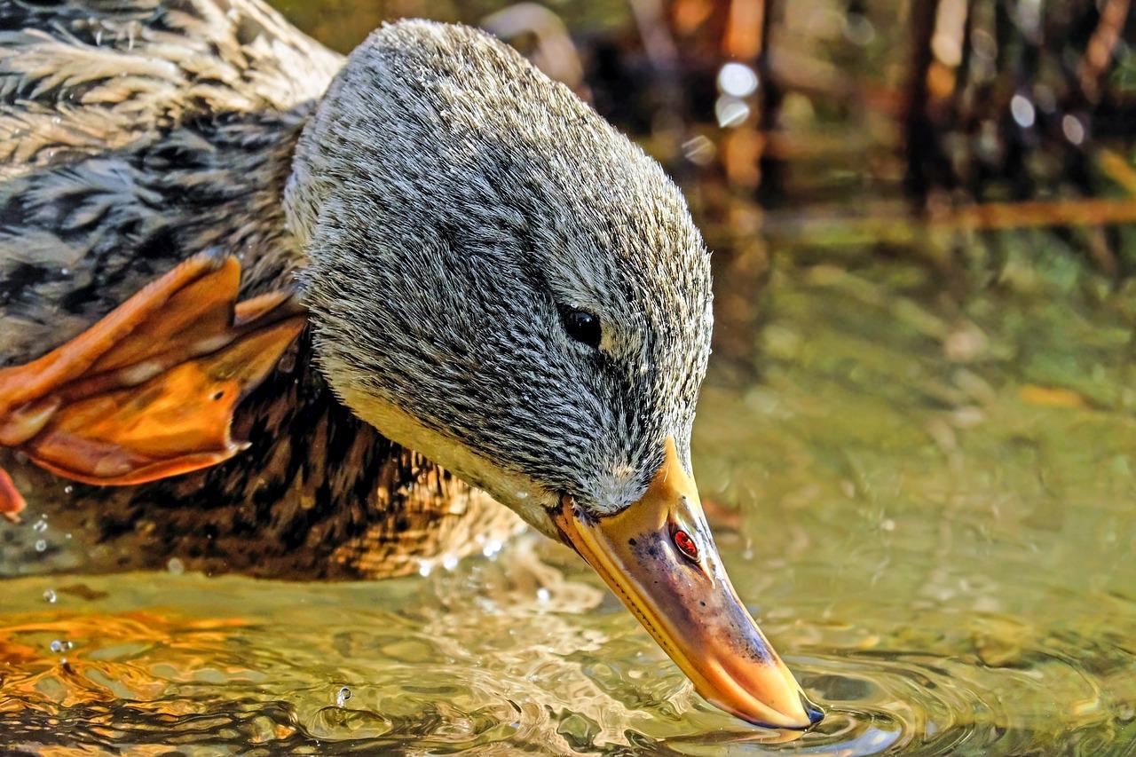 3. 美味鸡爪品牌