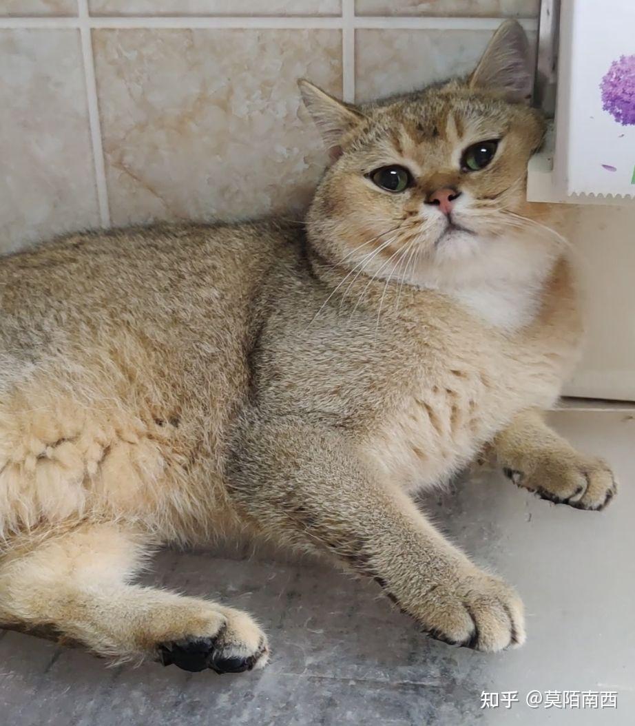 5000预算可以买到金渐层25色公猫嘛? - 知乎