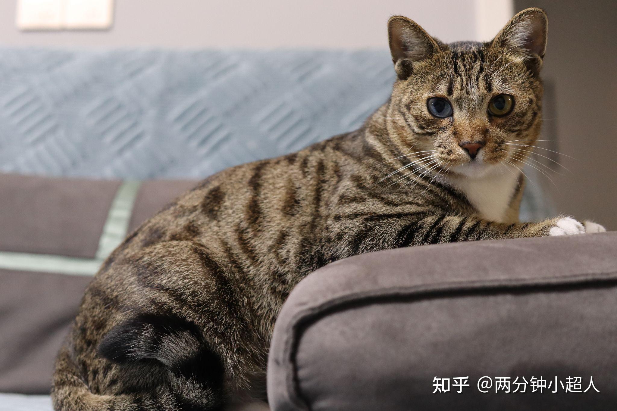 有纯种的蓝眼睛狸花猫吗,是由基因决定的吗? - 知乎
