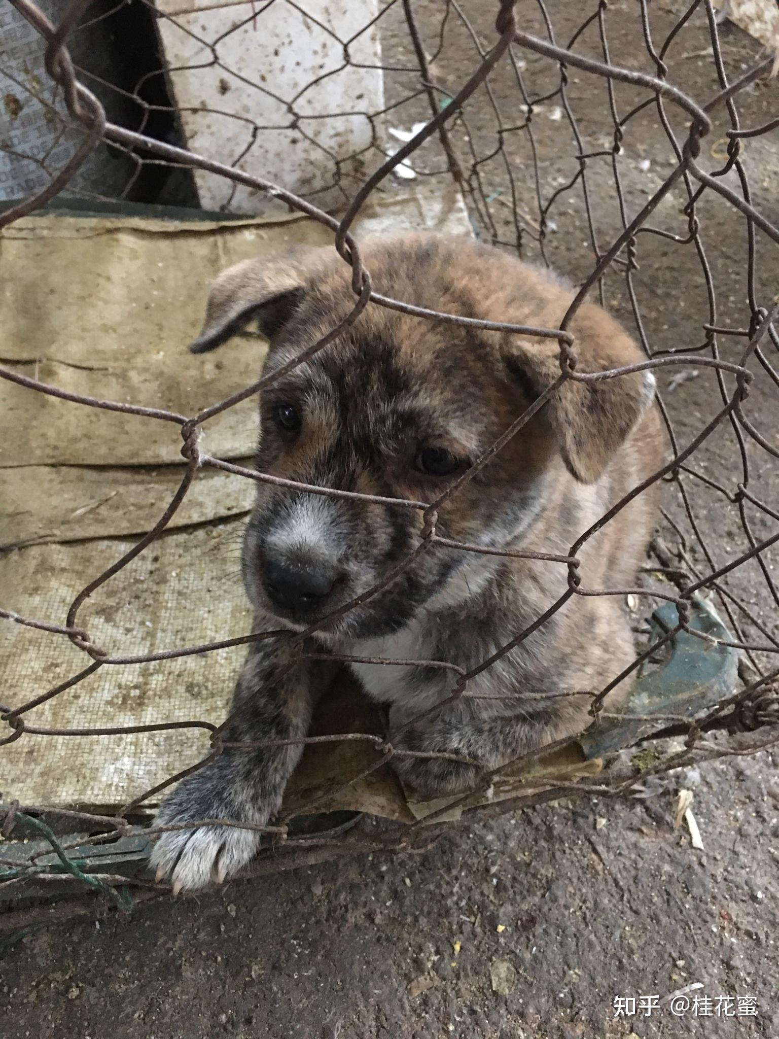 虎斑狗(我家的是土狗,皮色是斑纹的)是不是寓意不好,到底是旺主人