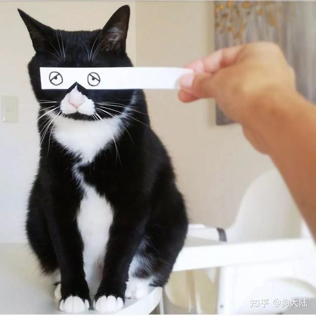 猫界“四大傻”，会气到你崩溃，白送也别养！ - 知乎