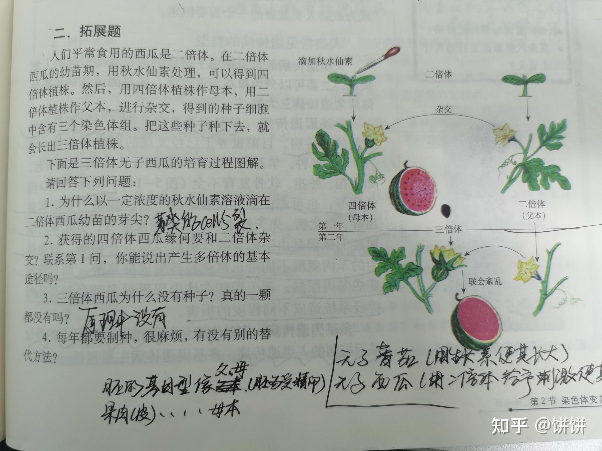 三倍体西瓜是由种子发育而来的吗? 