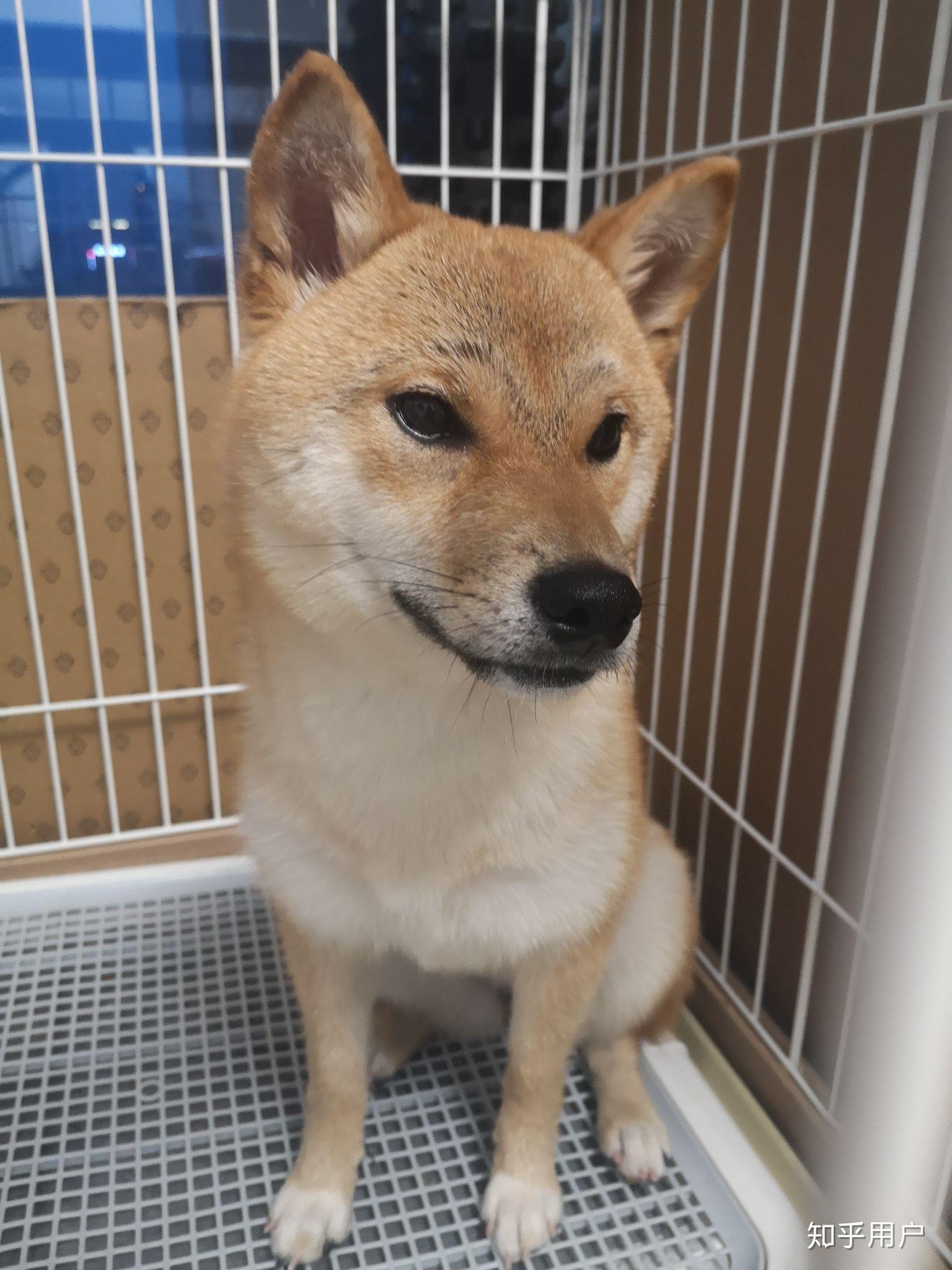 请问十个月大的柴犬长的黑眉毛还会掉吗