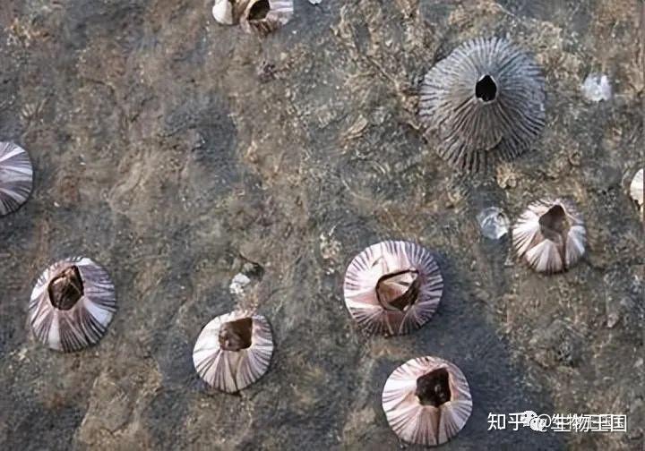 海龟请求人类清除满身的藤壶，看完后感觉藤壶真的太可怕了 - 知乎