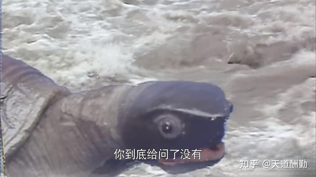读完原著一身汗，难怪唐僧不帮老龟问寿命，你看这样做的后果是啥 - 知乎