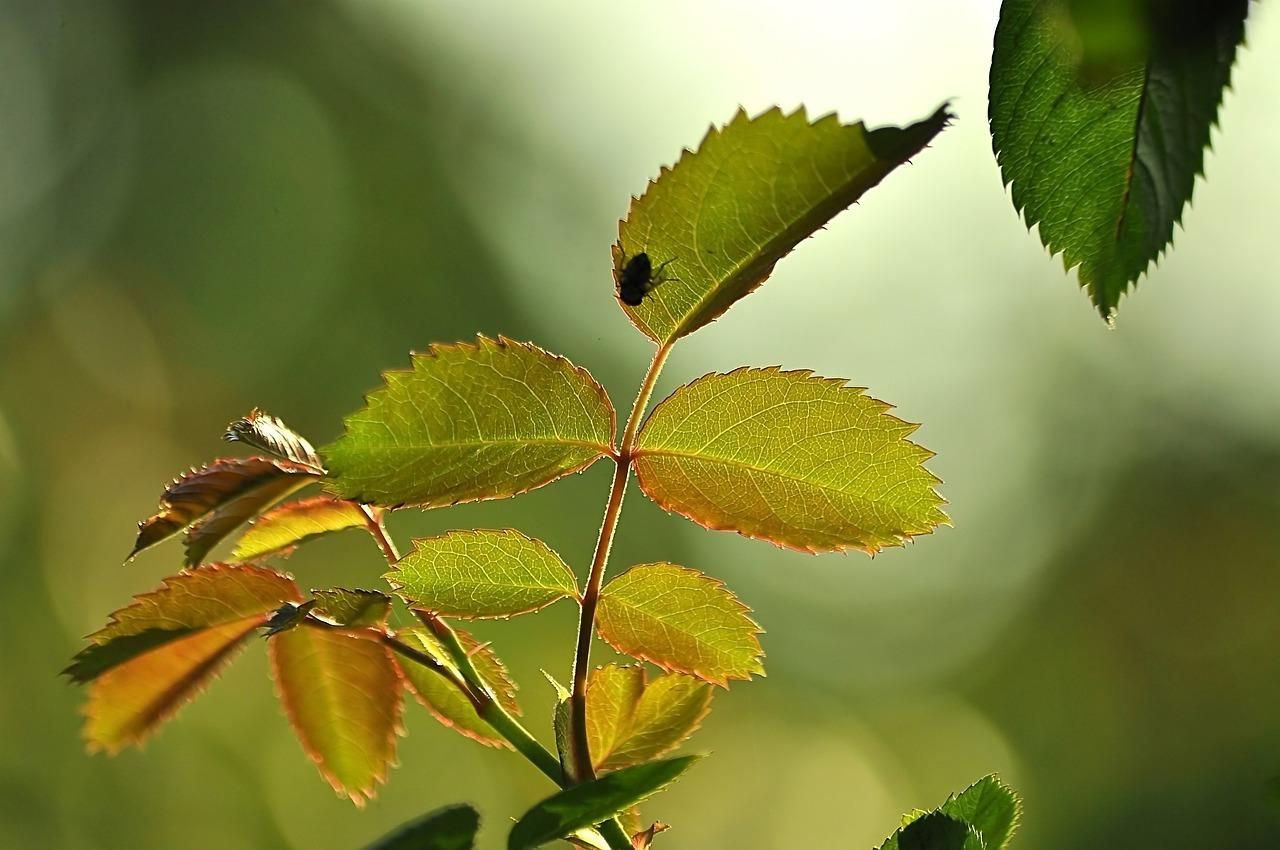 百合花叶子黄了怎么办