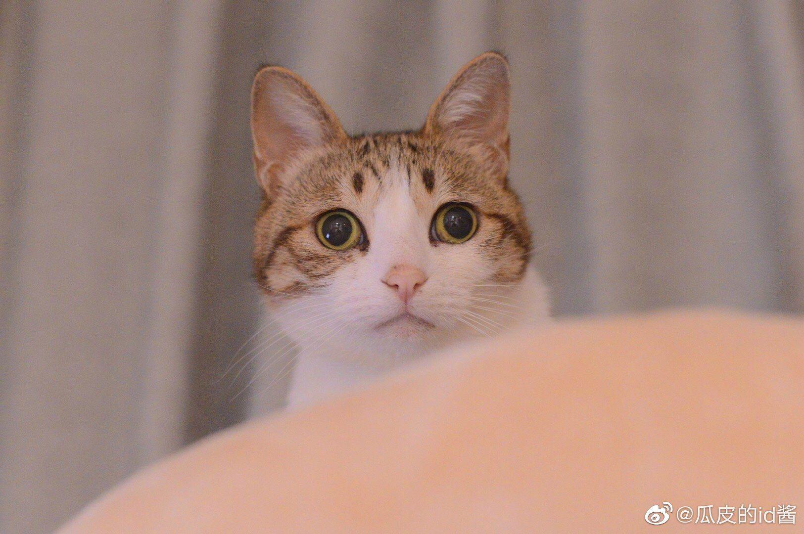 有哪些长相很有特点的网红猫咪? - 知乎