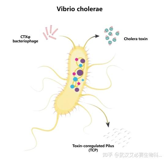 WHO最新：霍乱弧菌全球再度扩散，多年防治为何依旧可怕？ - 知乎