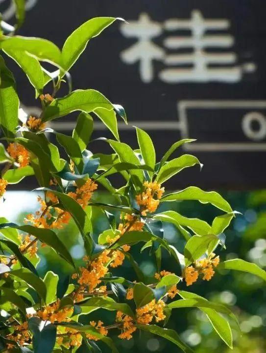 国庆佳节，上海桂花集体飘香！最香最好看的赏桂地点都在这了... - 知乎