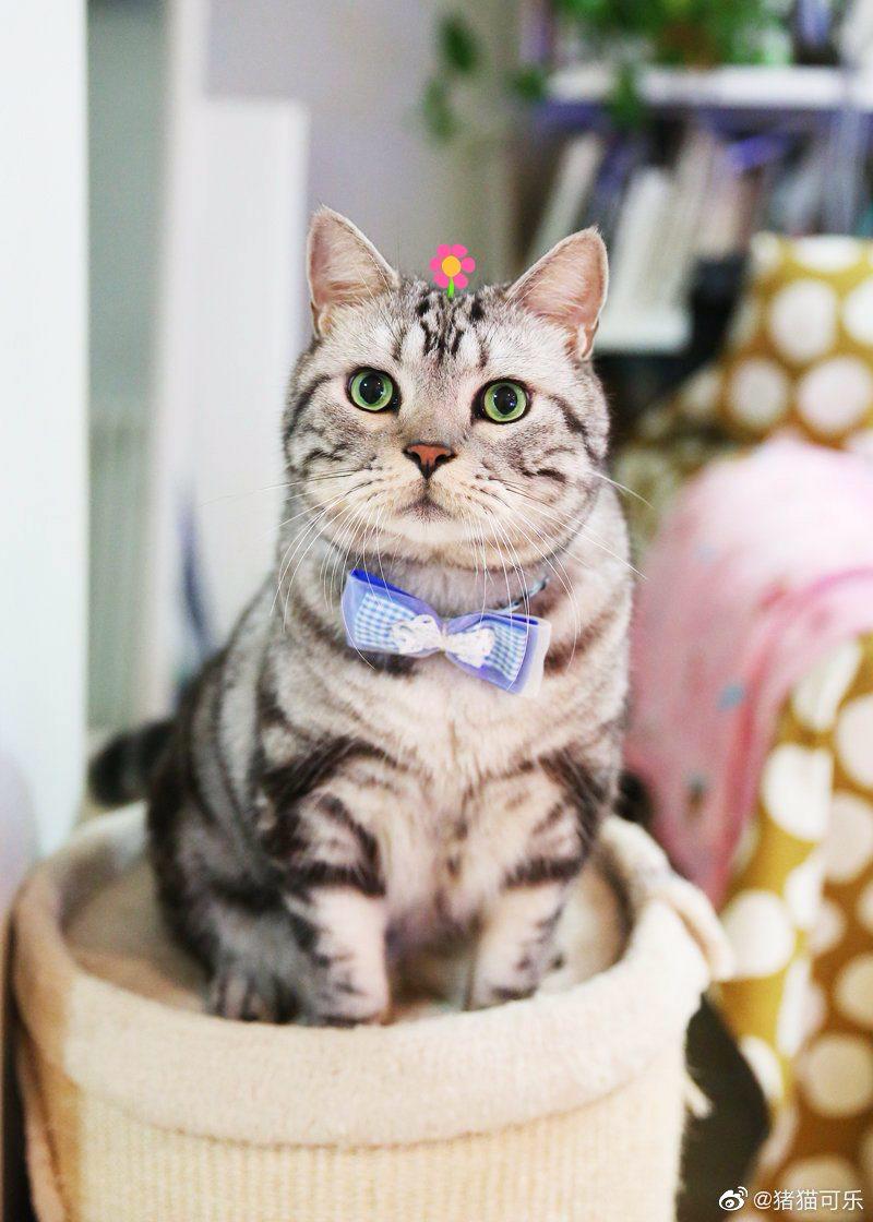 虎皮猫大人 知乎 虎皮猫大人 知乎