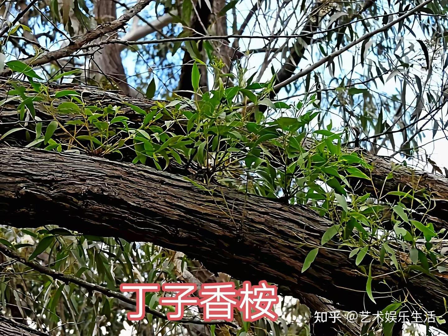 桉树的种类有哪些 - 知乎