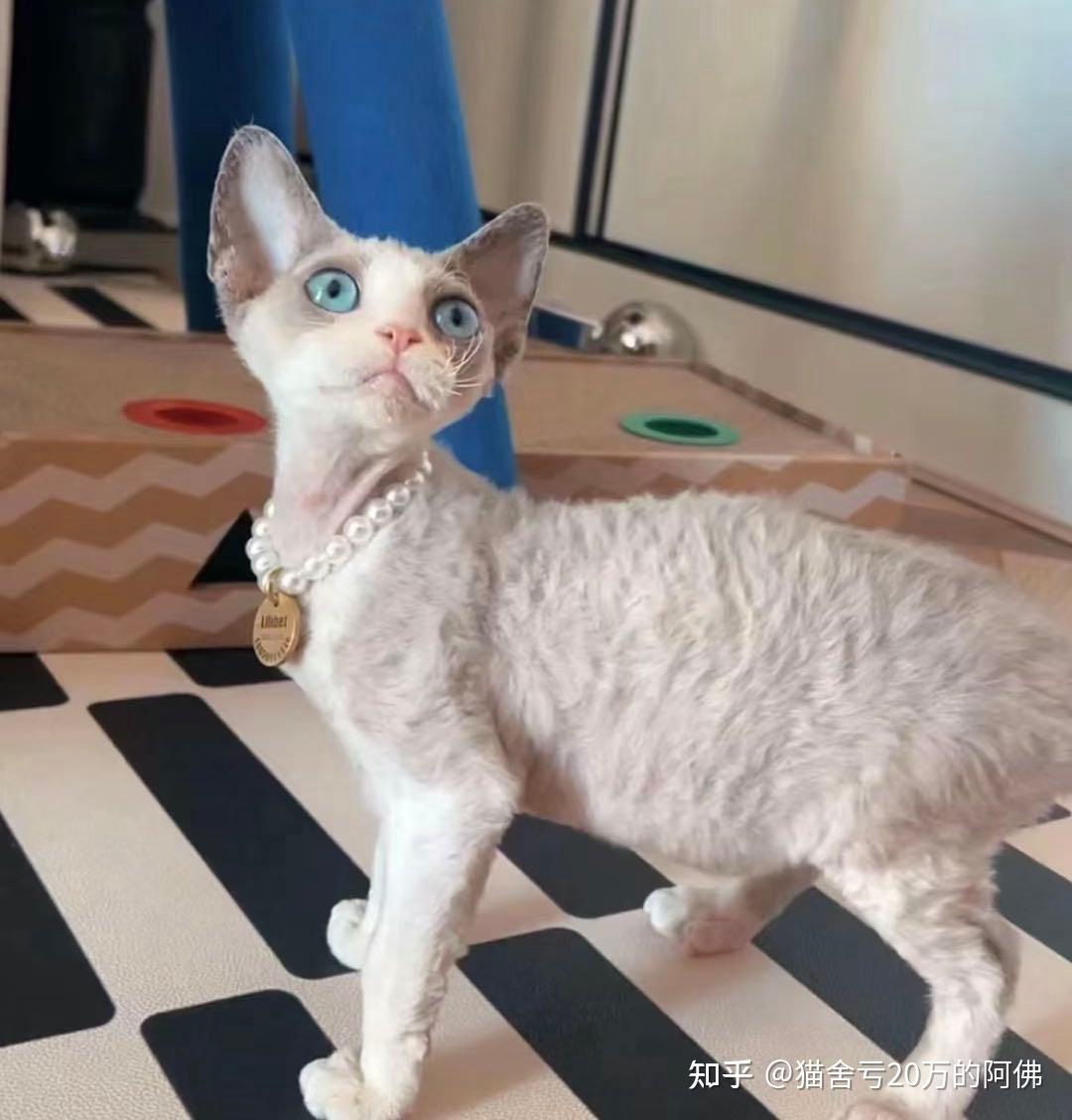 德文卷毛猫到底好不好养?为什么那么多人喜欢德文猫? - 知乎