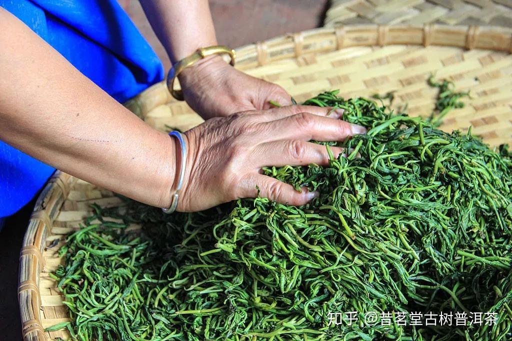 【茶工艺】普洱茶的好滋味都是“揉捻”出来的！ - 知乎