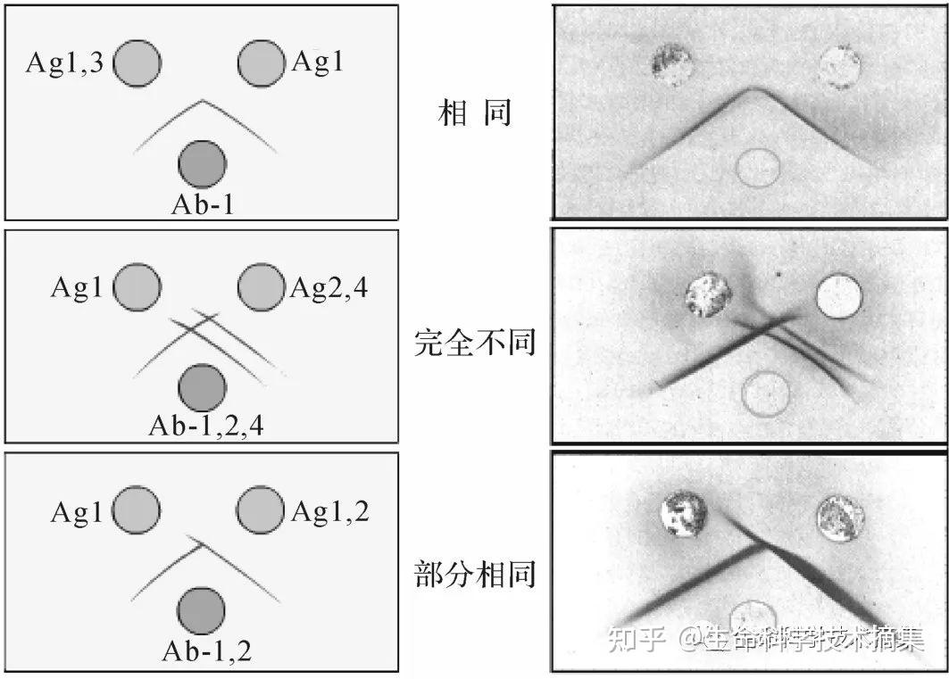 免疫琼脂双向扩散实验Protocol(双扩) - 知乎