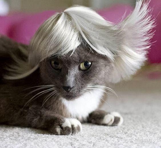 可以给猫咪做的发型有哪些? 
