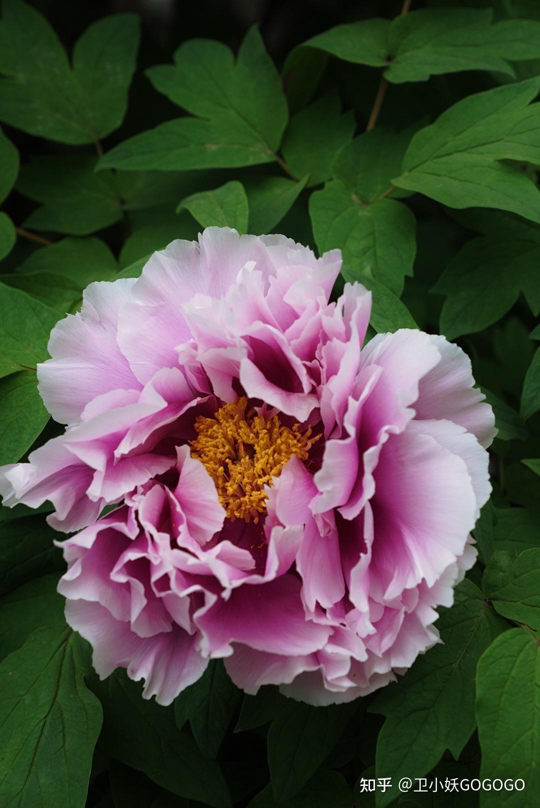 洛阳唯一一株「银丝贯顶」牡丹盛开,园方安排全天看护,如何评价这一