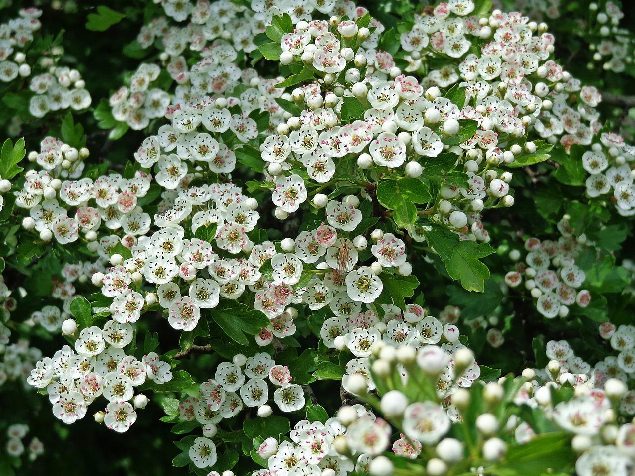 山楂什么季节开