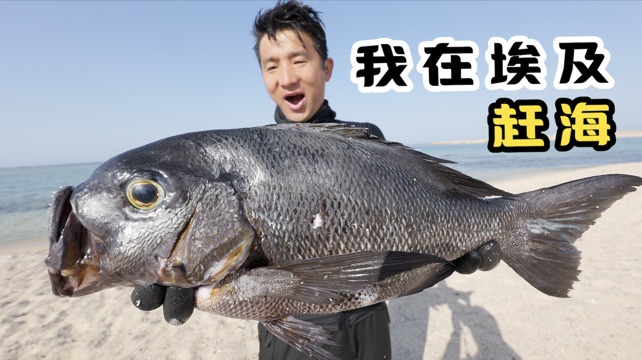 埃及红海第2集埃及海里有一种鱼好吃程度超越四大名