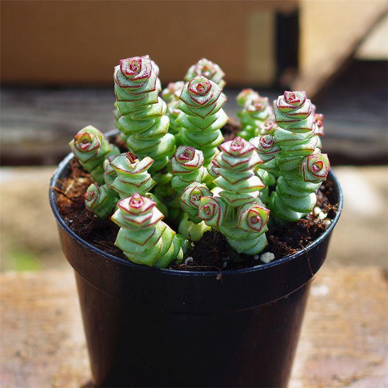 多肉控必看 324种多肉植物图文欣赏 知乎