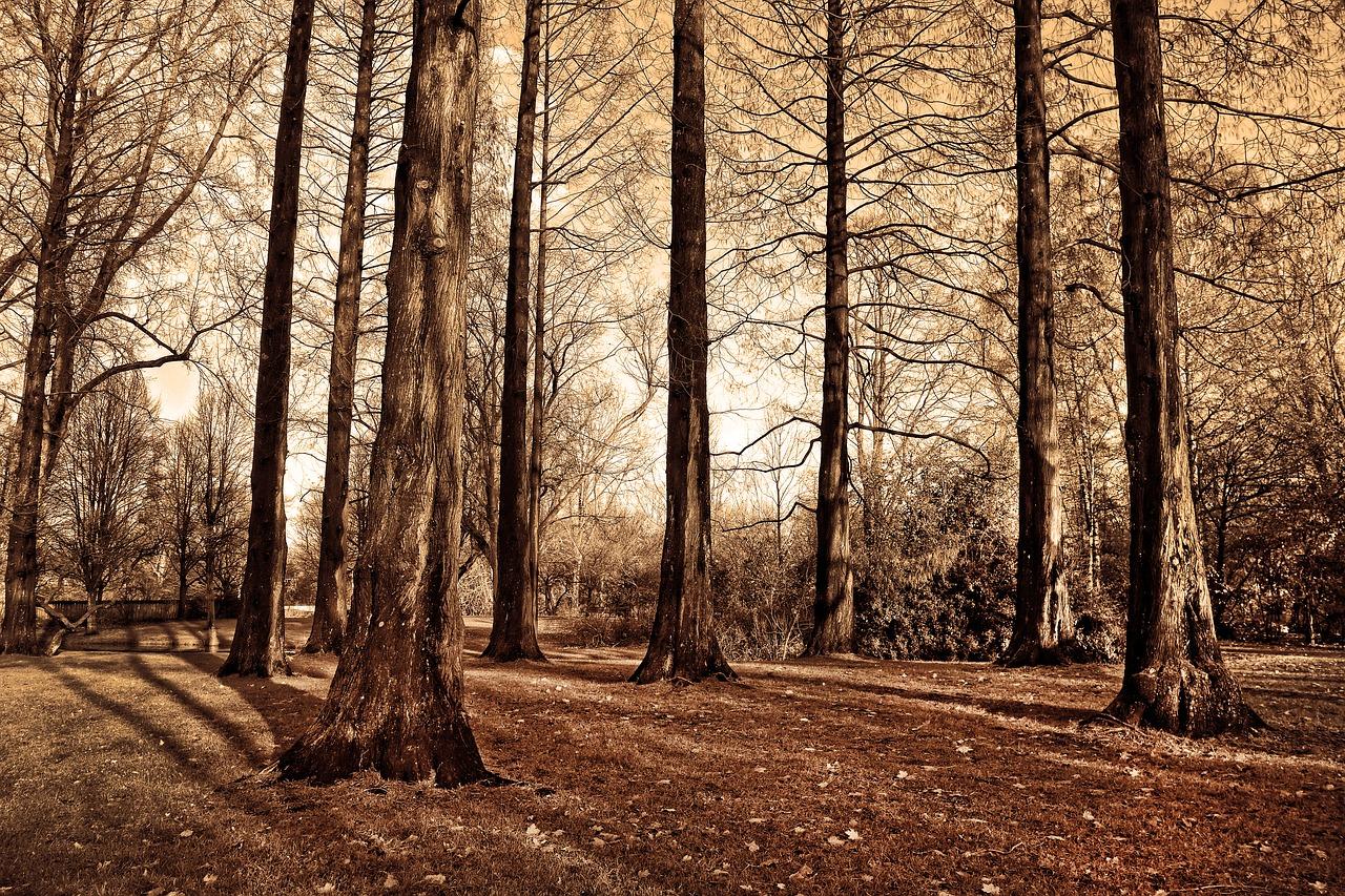 3. 沉稳老树赏析