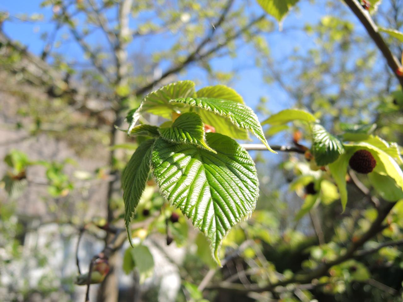 珙桐生长在什么地方