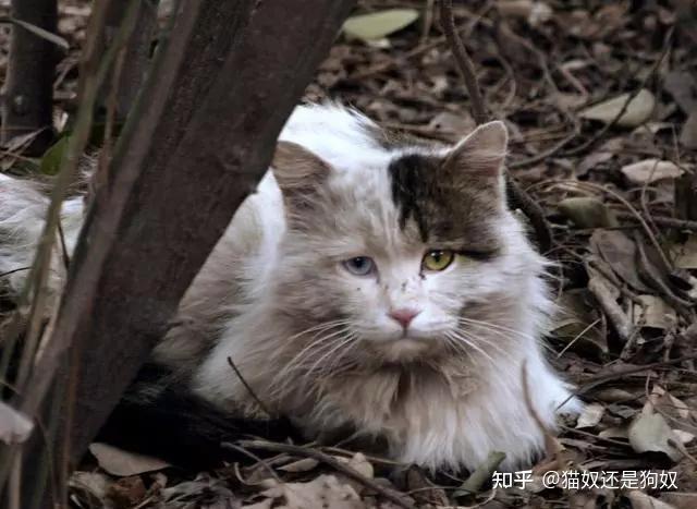 要是在路上遇到这几种猫，带它回家吧，它会记住你的好 - 知乎
