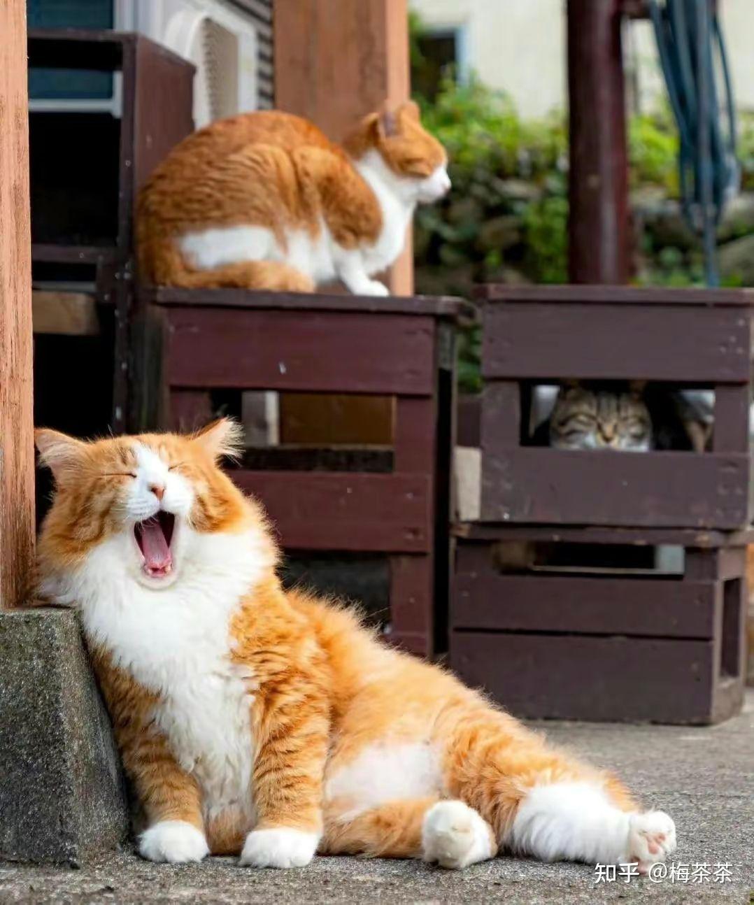 一人一猫一世界（关于治愈系文案 猫咪文案） - 知乎