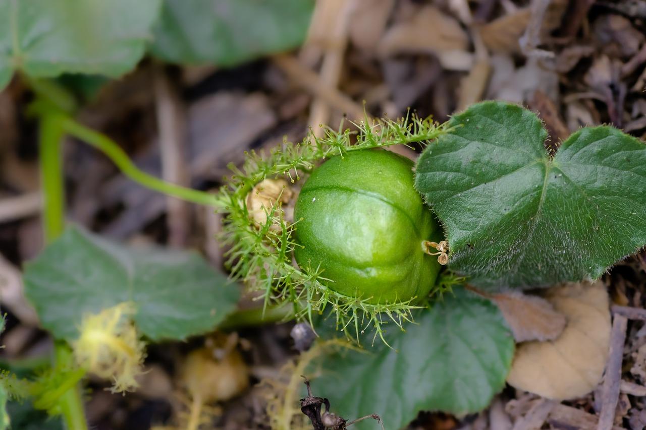 2. 百香果成熟时间