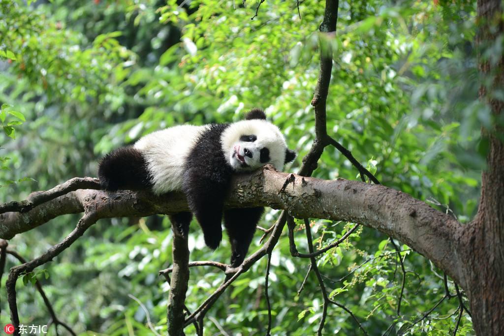 中国的国宝动物是熊猫 韩国竟是它 知乎 中国的国宝动物是熊猫 韩国竟是它 知乎
