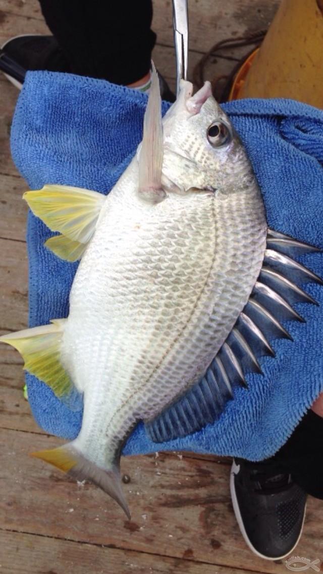 如何分辨野生黄翅鱼和养殖的