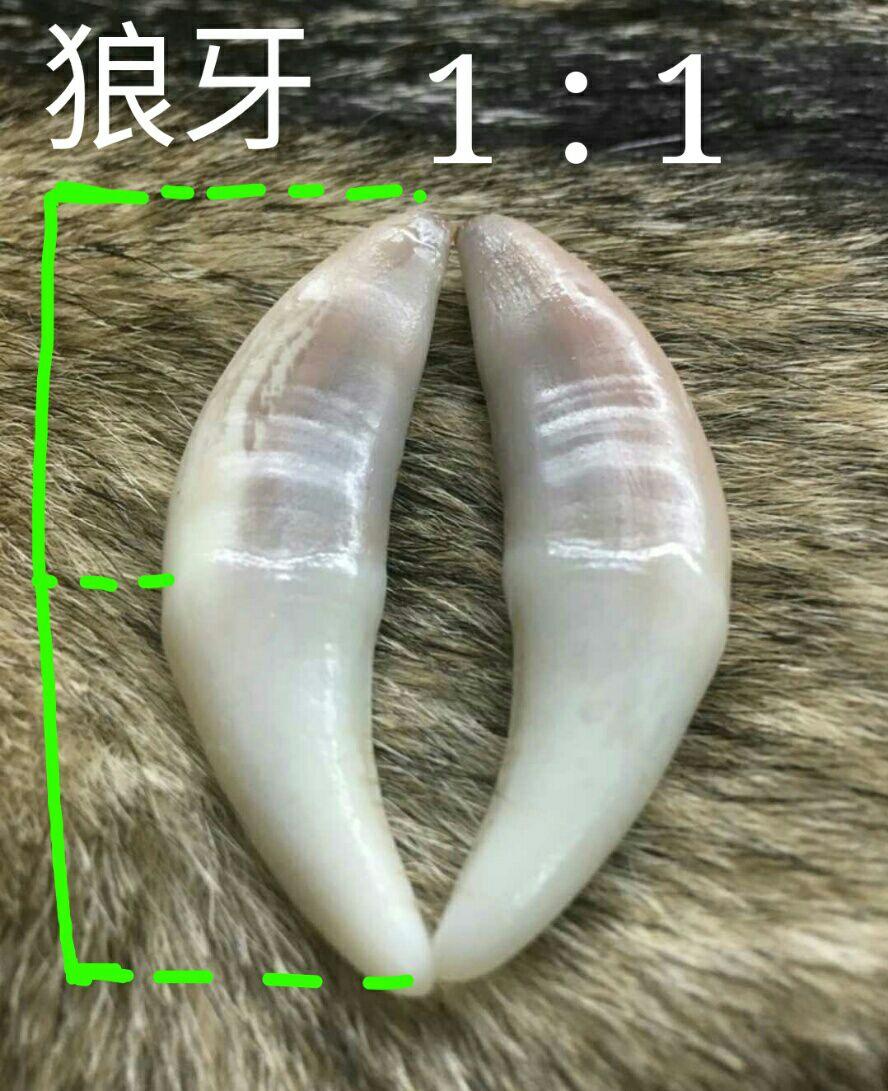 如何区分狼牙和狗牙与其他兽牙 - 知乎