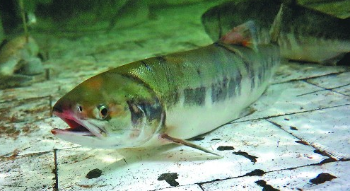 黑龙江佳木斯特产抚远哲罗鱼图文介绍