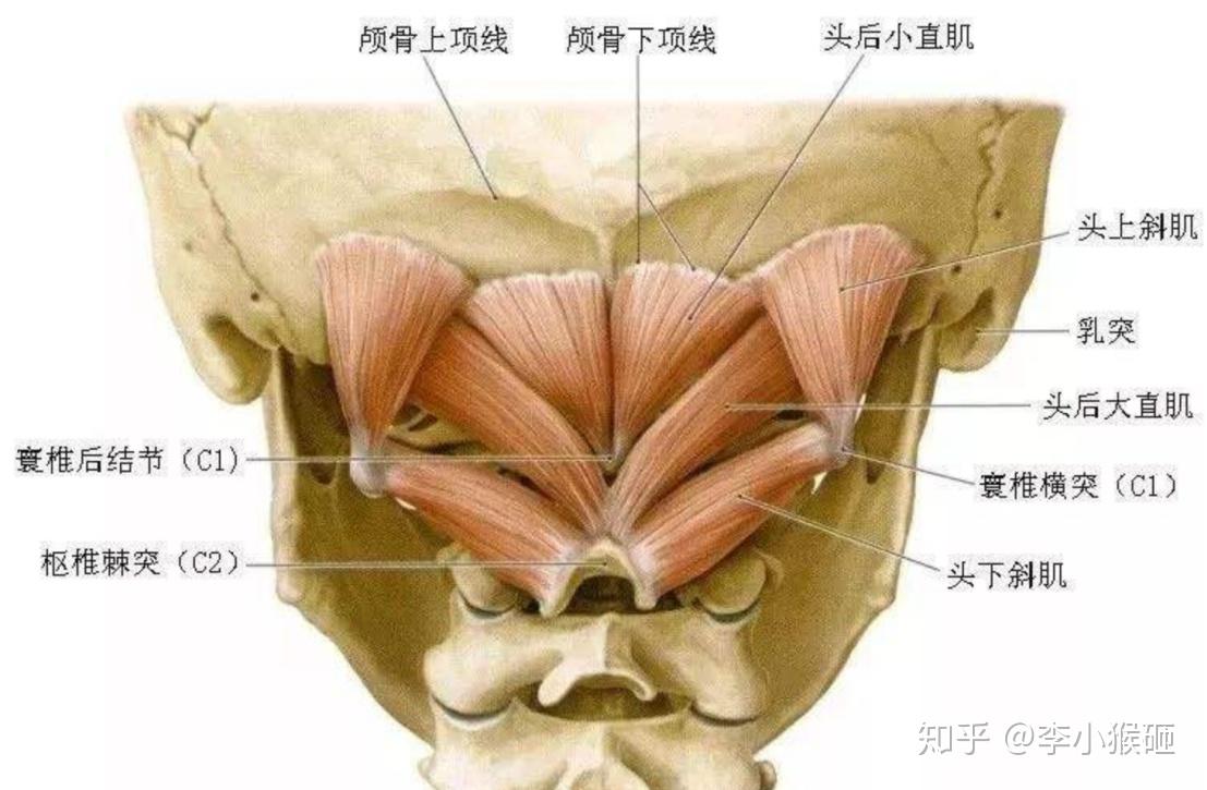 为什么有些人光是站那不动都有气质? - 知乎