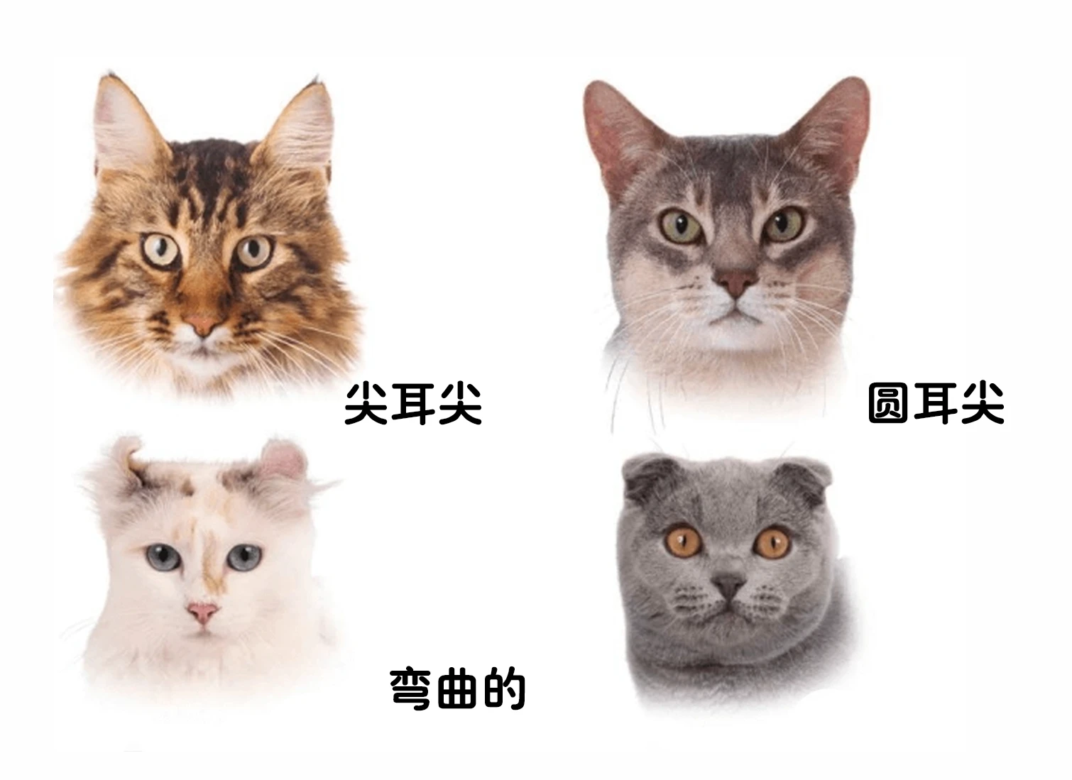 养猫知识点:从头到尾解析猫咪身体结构 - 知乎