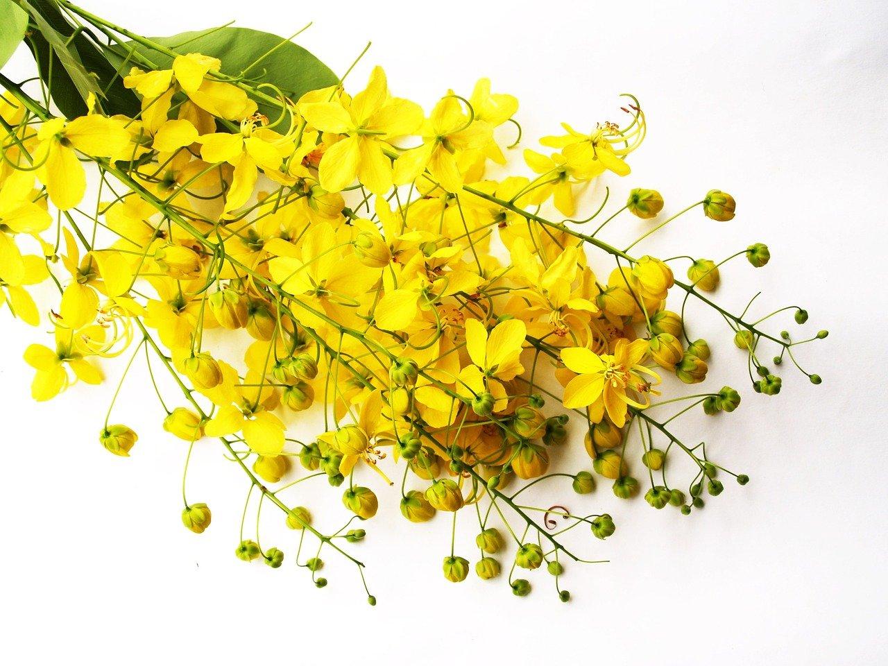 决明子枕怎么做