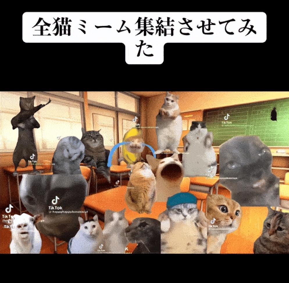 日本猫meme爆火，越南厂商进军猫meme手游，盘点猫meme极品素材- 知乎