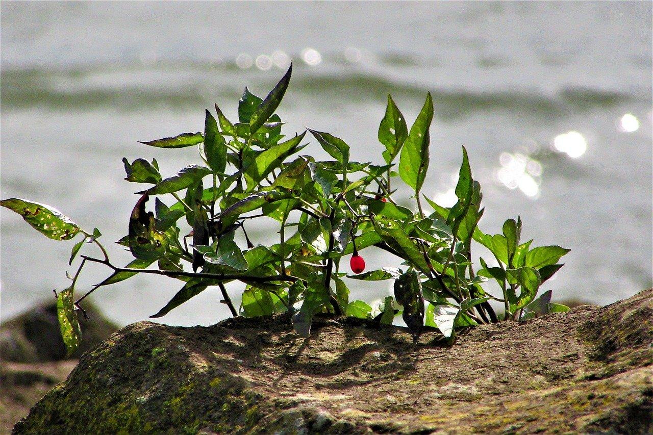 绿萝的净化作用