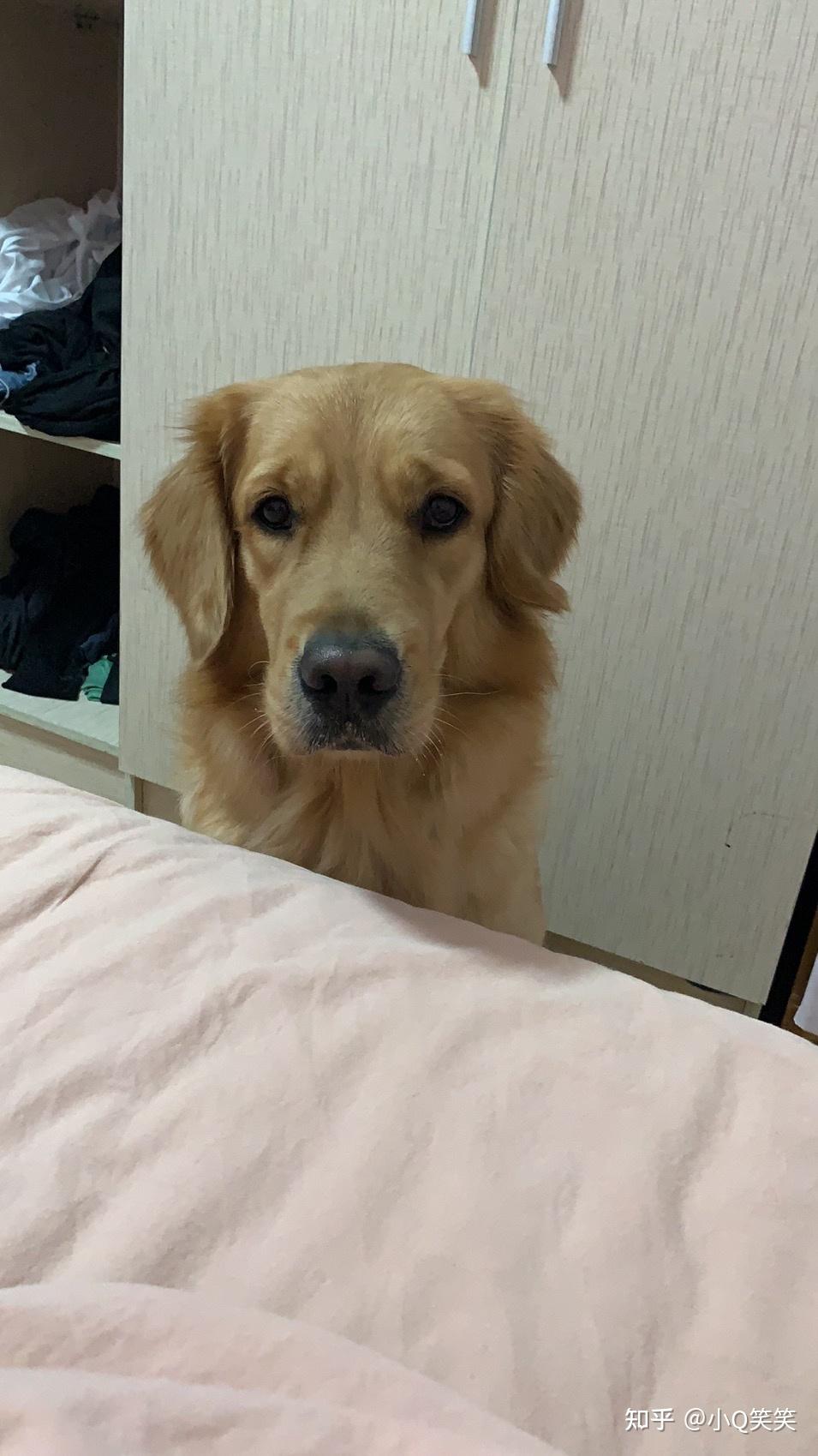 你有哪些家里金毛的照片想要分享?