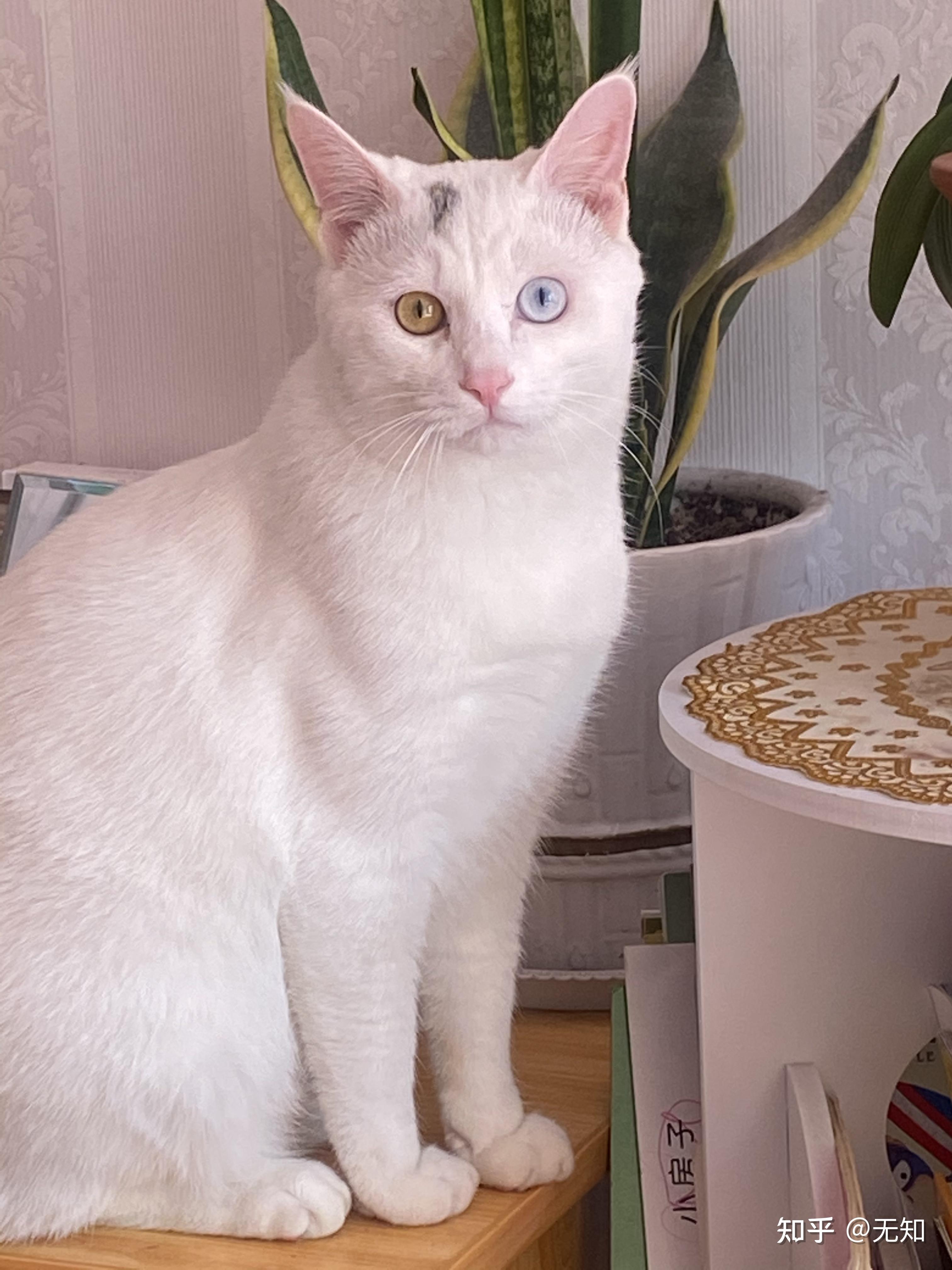 纯白异瞳猫值钱吗